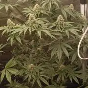 Aliento de dragón - Black Tuna Seeds