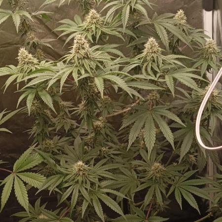 Aliento de dragón - Black Tuna Seeds