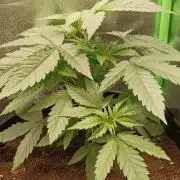 AK-47 Auto + Gelato #41 Fem