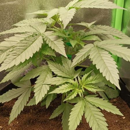 AK-47 Auto + Gelato #41 Fem