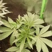 Aliento de dragón - Black Tuna Seeds