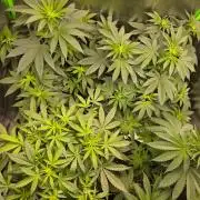 AK-47 Auto + Gelato #41 Fem