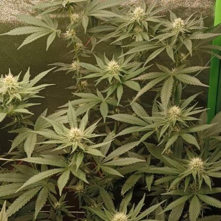 Aliento de dragón - Black Tuna Seeds