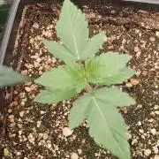 Aliento de dragón - Black Tuna Seeds