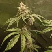 Aliento de dragón - Black Tuna Seeds