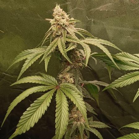 Aliento de dragón - Black Tuna Seeds