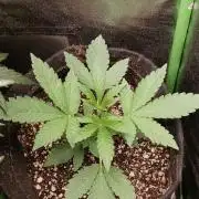 Aliento de dragón - Black Tuna Seeds