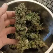 AK-47 Auto + Gelato #41 Fem