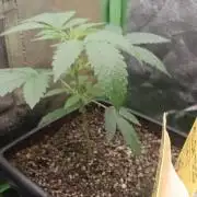 AK-47 Auto + Gelato #41 Fem