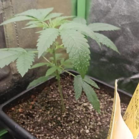 AK-47 Auto + Gelato #41 Fem