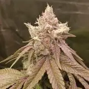 Aliento de dragón - Black Tuna Seeds