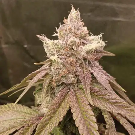 Aliento de dragón - Black Tuna Seeds
