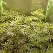 AK-47 Auto + Gelato #41 Fem