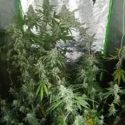 AK-47 Auto + Gelato #41 Fem