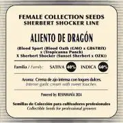 Aliento de dragón - Black Tuna Seeds