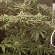 Aliento de dragón - Black Tuna Seeds