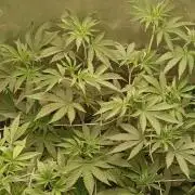 Aliento de dragón - Black Tuna Seeds