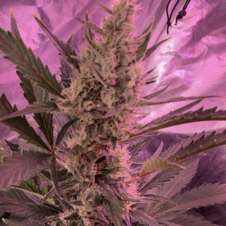 AcclimatedPrimeAltitude