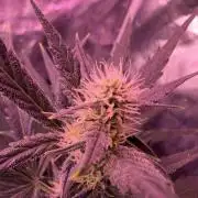 AcclimatedPrimeAltitude