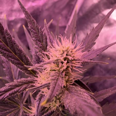 AcclimatedPrimeAltitude