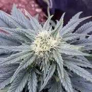 SMQR#1 & Mephistoreoz