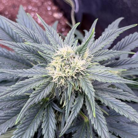 SMQR#1 & Mephistoreoz