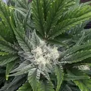 SMQR#1 & Mephistoreoz