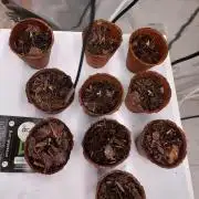 Golden tiger ace seeds reg 10/10