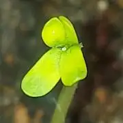 Golden tiger ace seeds reg 10/10