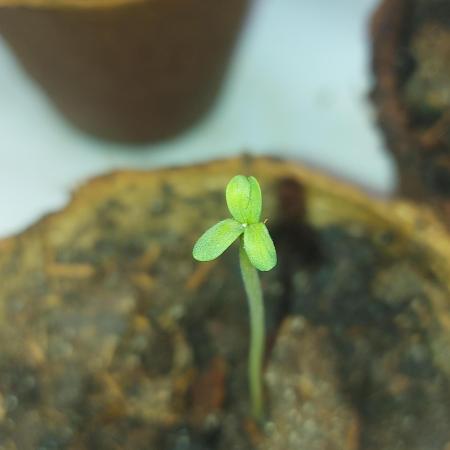 Golden tiger ace seeds reg 10/10