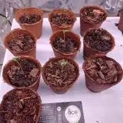 Golden tiger ace seeds reg 10/10