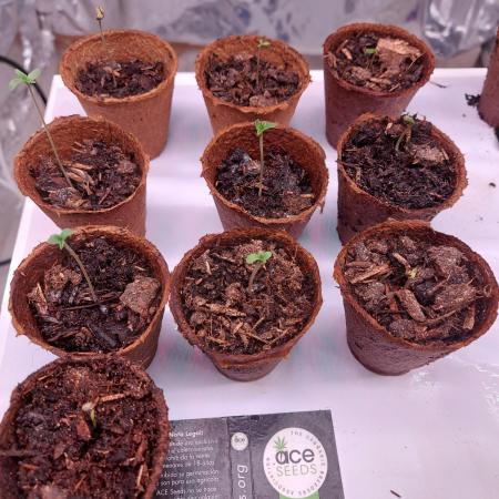 Golden tiger ace seeds reg 10/10