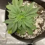 Mimosa evo fem first grow