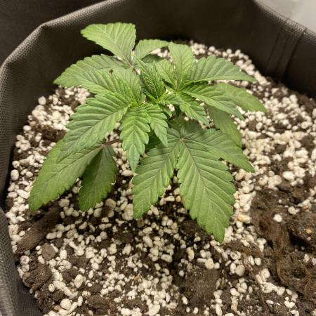 Mimosa evo fem first grow