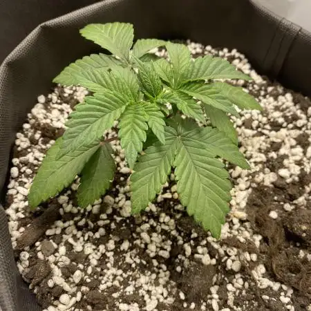 Mimosa evo fem first grow