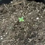 Mimosa Auto