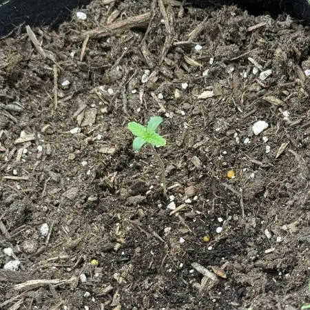 Mimosa Auto