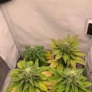 2 Liter 12/12 grow from seed