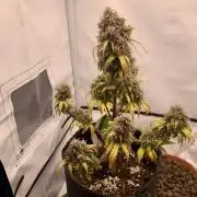 Royal Creamatic mini grow
