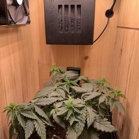 Pink Rozay Pikendi Micro Grow