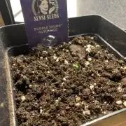 Purple Skunk Automatic Mini Grow
