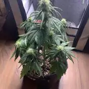 Royal Creamatic mini grow