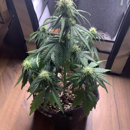 Royal Creamatic mini grow