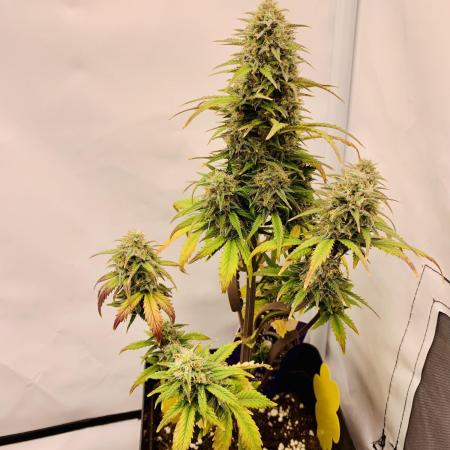 Purple Skunk Automatic Mini Grow