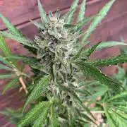 FastBuds Gelato Outdoor living soil