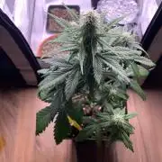 Purple Skunk Automatic Mini Grow