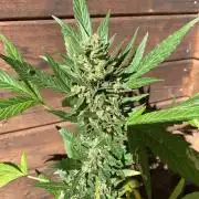 Blue Dream Auto Outdoor Living Soil