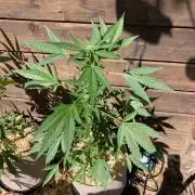 Blue Dream Auto Outdoor Living Soil