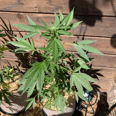 Blue Dream Auto Outdoor Living Soil