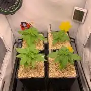 2 Liter 12/12 grow from seed